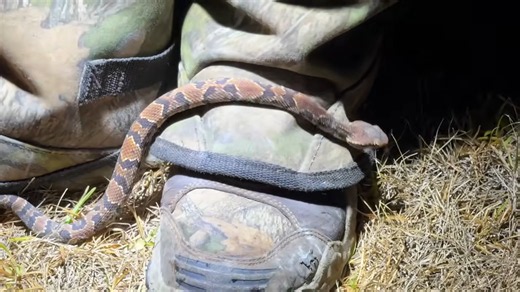 They spent 4 hours hunting pythons in the dark... then found something unexpected