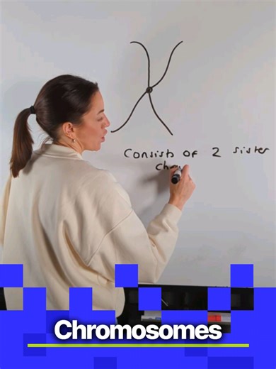 Understanding Chromosome Structure in A-level Biology