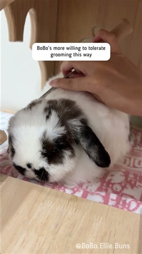 How I Make Brushing Less Stressful for My Bunny 🐰