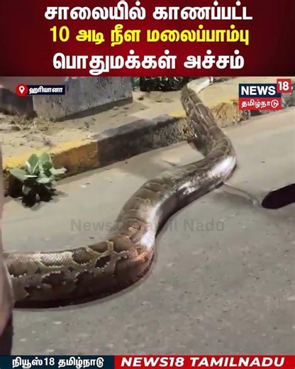 Python | சாலையில் காணப்பட்ட 10 அடி நீள மலைப்பாம்பு..பொதுமக்கள் அச்சம் | N18S