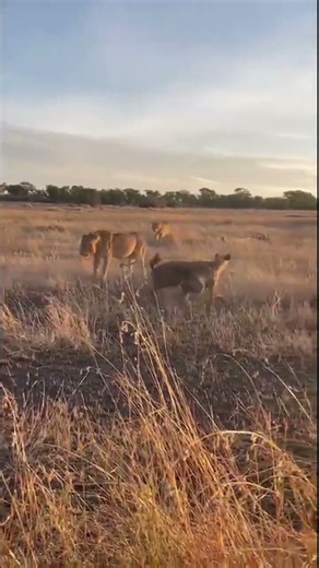 Lions vs Hyenas: Who Gets Dinner Tonight? 🦁 Serengeti Safari Moment