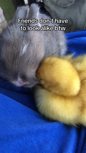 Bunny and Duckling Friends: Cute Animal Friendship Video