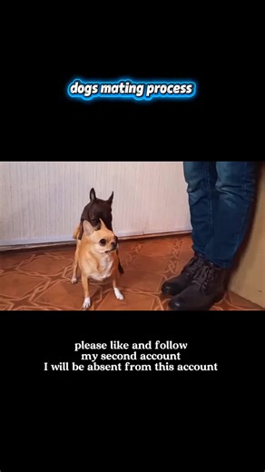 “Dog Breeding 101: How Puppies Are Bred Safely and Responsibly” #ResponsibleDogBreeding #USADogBreeders #PuppyLove #EthicalBreeding #DogCareTips #PetParentsUSA #HealthyPuppies@TikTok #BreederLife #DogsOfUSA #CanineCare