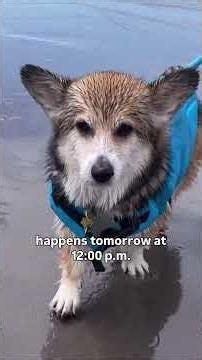 Corgi Beach Takeover happening Saturday at Seaside