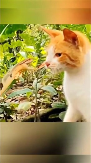 Ninja Reflexes! 🐾 The Unbelievable Cat vs Snake Duel! 🐍#shorts #cats #snake