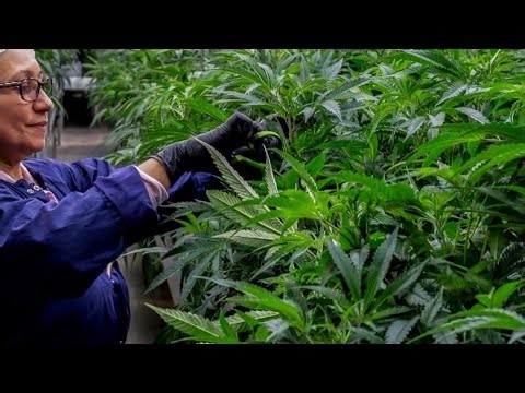 Federal government eases regulations on medical marijuana