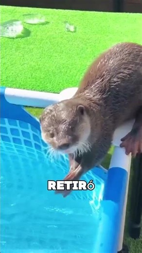 La Nutria Se Quedó Flotando En La Piscina 😯❤️