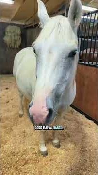 Last nights good nights 💗#katievanslyke #foal #horses