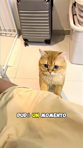 Por qué nunca debes llorar delante de tu gato 😿❤️ #shortvideo
