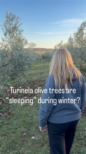 Read the caption 👇🏼 During winter the olive trees are “sleeping”. Movement of sap (food and minerals) through the roots and branches slows way down because of the cold soil and less frequent photosynthesis. The Olive tree then converts sugars into starches and stores them in the roots and older branches until winter passes. When spring arrives, the warm temperatures trigger enzymes to convert starch back into sugar which the phloem sap redistributes to buds and new shoots. This is when new bra
