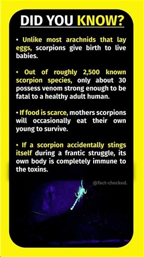 Did you know Scorpions give birth to live babies and are completely immune to their own venom?