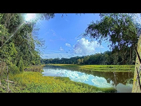 EarthCam Live: Amazon Rainforest Cam (Madre de Dios, Peru)