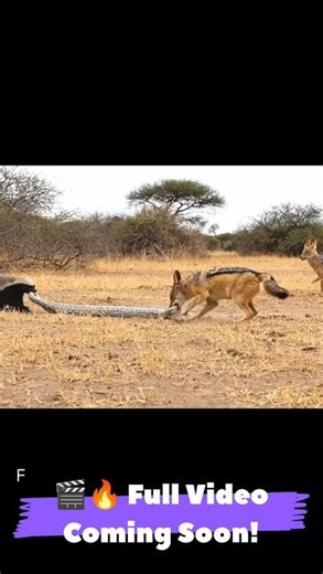 Honey Badger vs Giant Python 😱 Jackal Watches the Epic Fight! #shorts