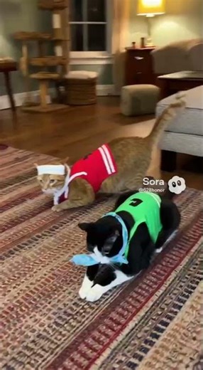 Let the Cat olympics Begin!