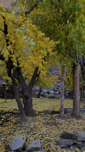 Autumn Leaves Falling 🍂 | Relaxing Fall Foliage Nature Scenery in 4K