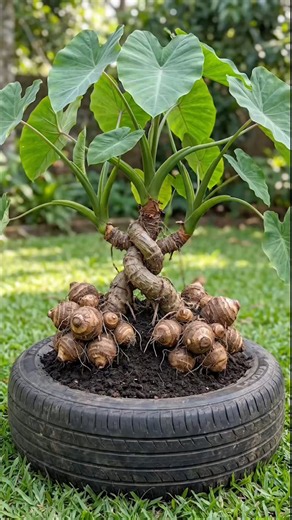 I Grew Giant Taro Root (Arbi) in a Tire! 😱🌱 #Shorts #TaroRoot #Gardening