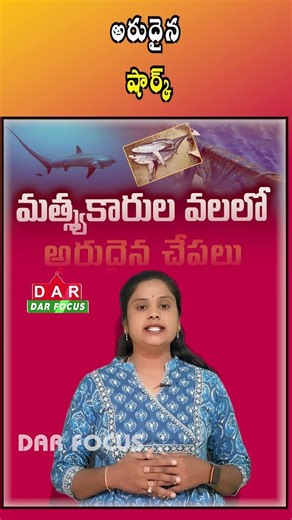 Rare Thresher Sharks Caught in Fishermen Nets off Kakinada Coast | Latest updates | DAR FOCUS