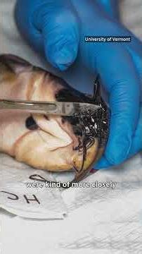 Study: Contagious cancer is spreading among catfish