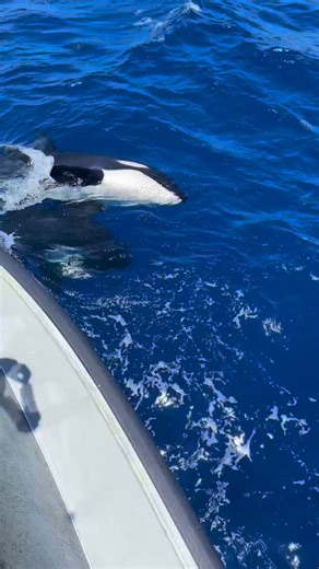 WHALE WATCHING TOURS | KILLER WHALE EXPEDITIONS | Exploding with excitement! Who’s joining us this week for an unforgettable day out in the Bremer Canyon? 🌊 #tourismwa #explorewa... | Instagram