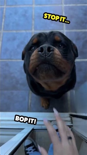BooP iT 🐶🙄