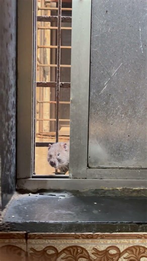 Rat Knocks on Window Daily for Food