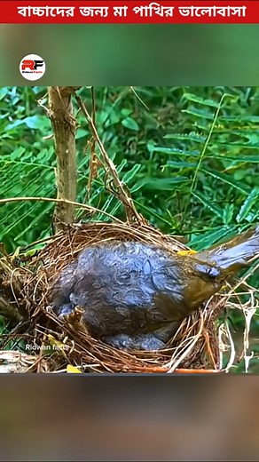 Mother Bird Love ❤️🕊️