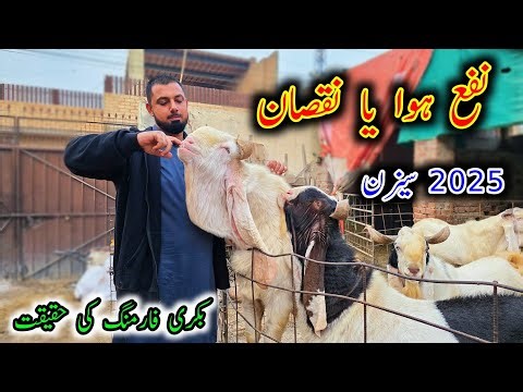 This Year's GROWTH Report Of The Sarwar Goat Farm - Profit And Loss In Goat Farming