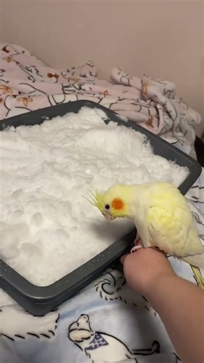 Cockatiel's First Encounter with Snow Indoors