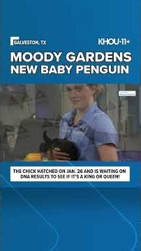 Moody Gardens King penguin chick hatched