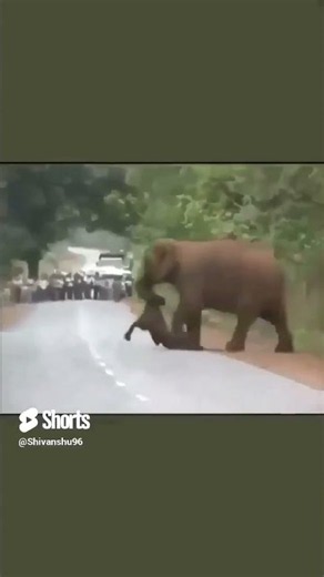 Heartbreaking Video Shows Elephants Mourning, Carrying Out Funeral Procession Of Dead Baby