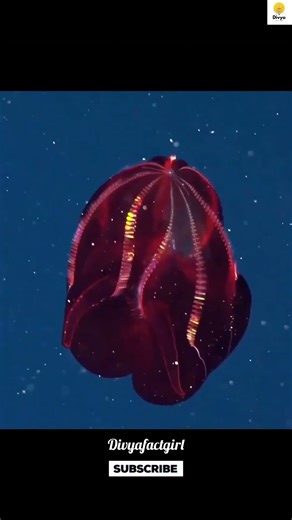 3 rare sea creature 🤯😱| #facts #shortsfeed #knoweledgefacts #viral #amazingfacts #newfacts