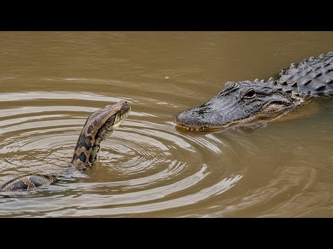Giant Python ATTACKS Alligator! Who Wins? | The Ocean Documentary