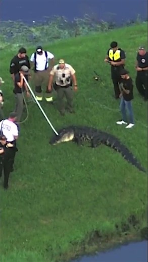Fisherman killed after encounter with 12-foot alligator