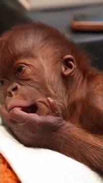 Baby orangutan birth announced by Memphis Zoo