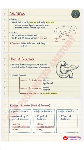 Pancreas Anatomy in One Page | Mixed Gland #PancreasAnatomy #OnePageNotes#shorts#Pancreas