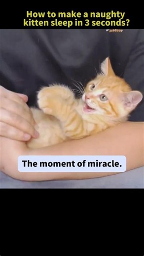 How to make a naughty kitten sleep in 3 seconds【Too Cute Bro】#catshorts #funny #cute #funnycats