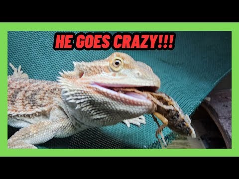 BABY BEARDED DRAGON GOES CRAZY DURING UPDATE VIDEO!!