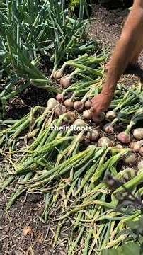How to Know When Onions Are Ready to Harvest