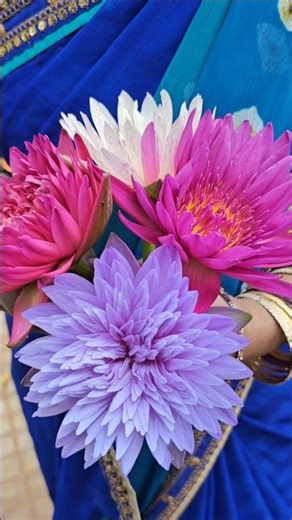 Water lilies harvesting కలువ పువ్వులు #waterlily #lotus #mygarden #gardening #shorts #viralvideo