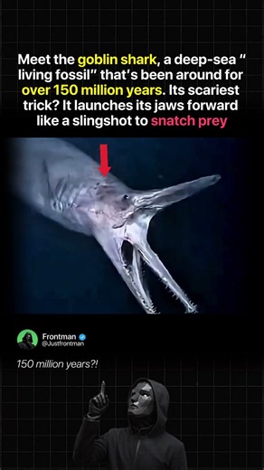 The Goblin Shark: A Living Fossil