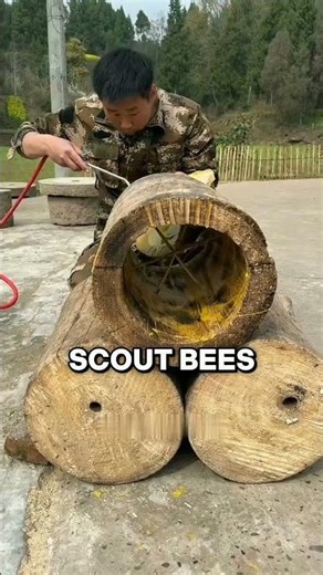How this ancient wood trick attracts bees 🤯 #algorithm