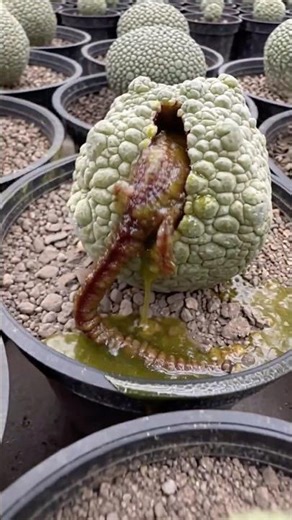 Pseudolithos alien AI Art｜#cactus #succulent｜SprezeLand