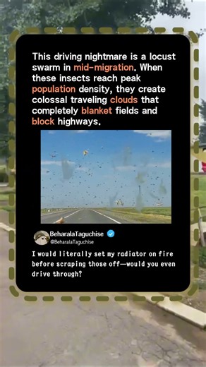 Driving Through a Massive LOCUST Swarm! 🦗😱 #Nature #Wildlife #Shorts
