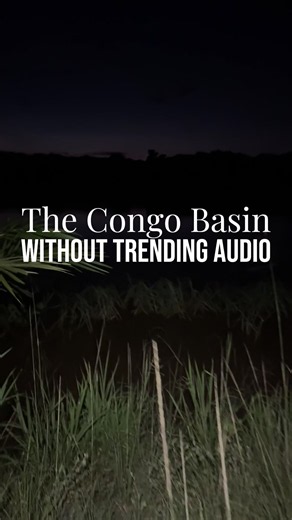 The Congo basin sounds - without trending audio… | congo basin
