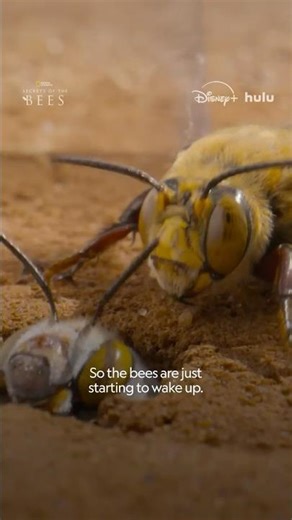 Bee-hind the scenes with burrowing bees #SecretsOfTheBees