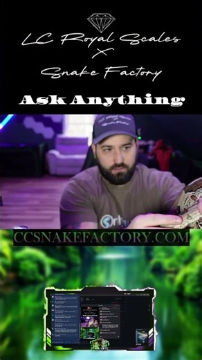 Our New Ball Python is SO Docile! Meet Her! #shorts