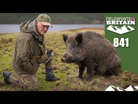Fieldsports Britain – Hunting Highland hogs