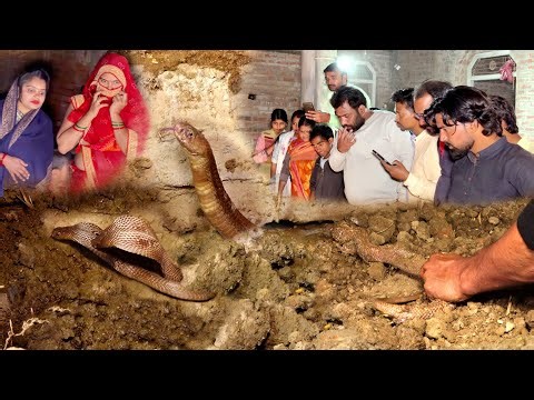 आइए इस वीडियो में देखते है की कोबरा सांप को कैसे रेस्क्यू किया गया? 🤔😱🐍 Snake Rescue 
