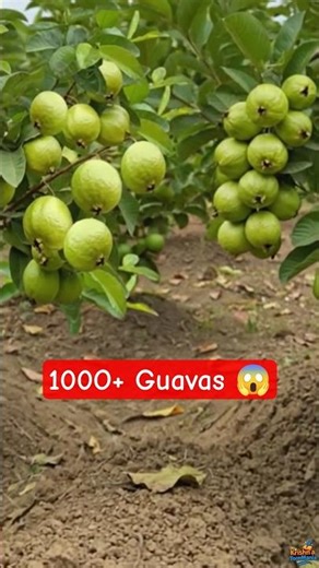 🌳 1000+ Guavas on One Tree 🍏 From Tiny Saplings to FRUIT EXPLOSION 😱 #shorts #timelapse #gardening