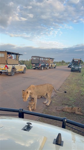 Watch this truly special moment as these adorable lion cubs celebrated mom’s return. #lions #wildlife #cute #nature #fblifestyle | Kruger Gone Wild Safaris